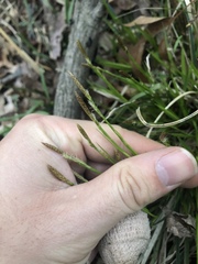 Carex communis