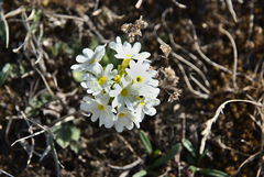 Primula denticulata