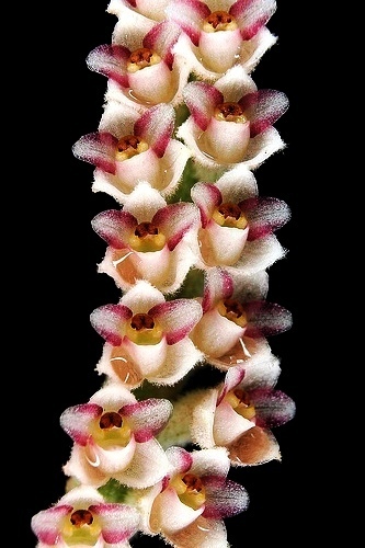 Siamensis Orchid