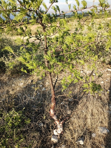 Bursera morelensis Ramírez 3