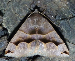 Gondysia