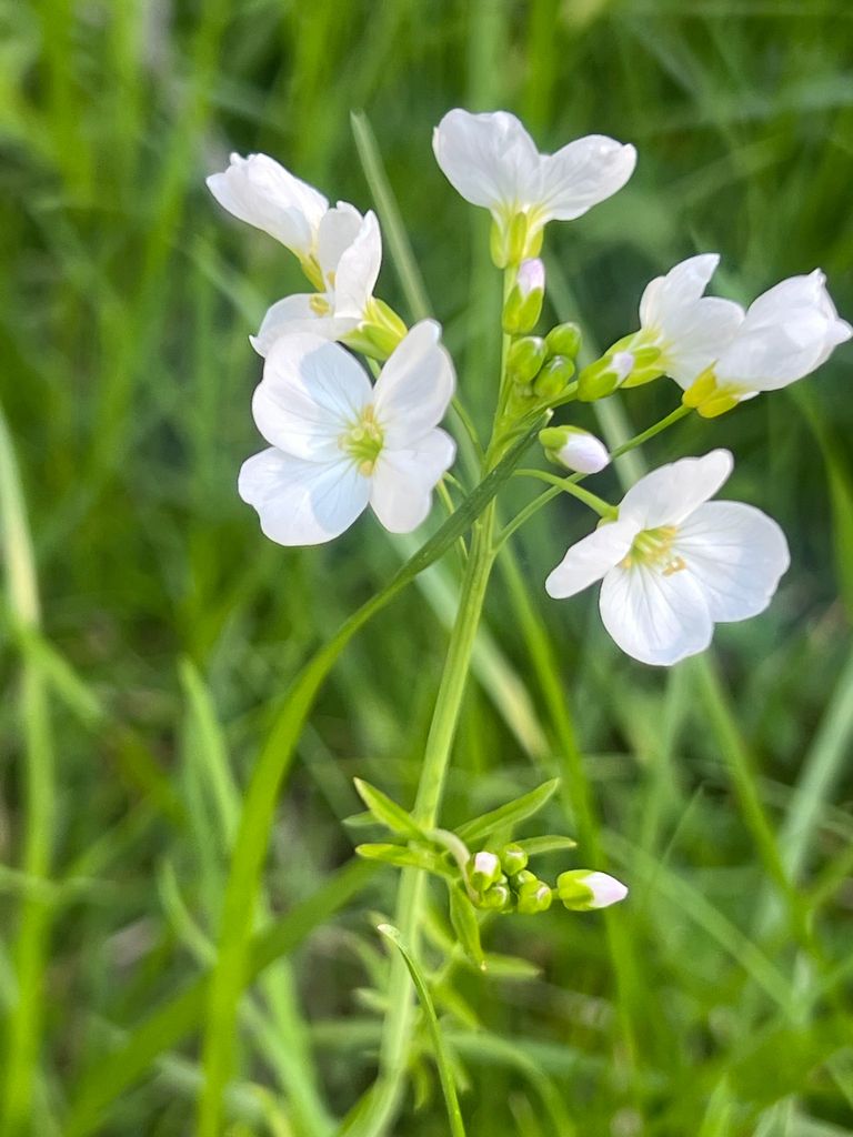 Cuckooflower