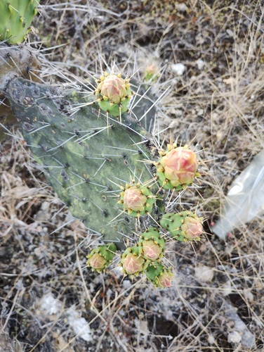 Opuntia pilifera, photograph 5