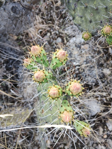 Opuntia pilifera, photograph 6