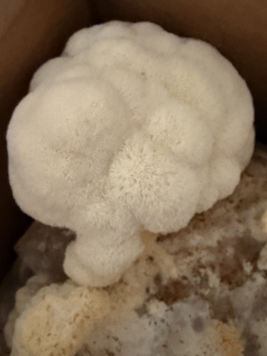 Lion's Mane
