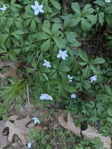 wood anemone