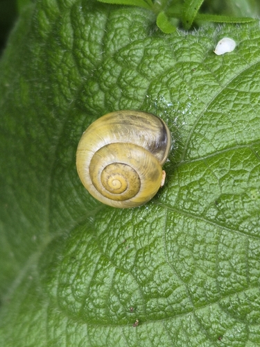 Cepaea