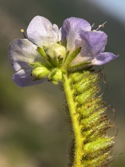 Phacelia grandiflora, photograph author not stated, no rights reserved