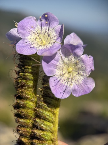Phacelia grandiflora, photograph 4