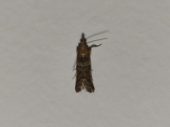 Plodia interpunctella