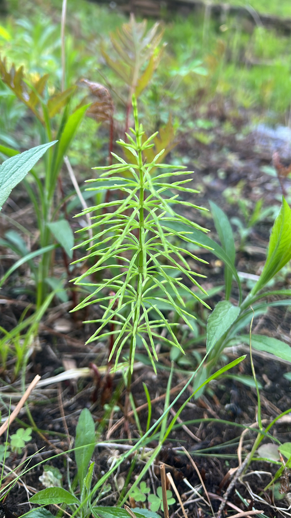 field horsetail