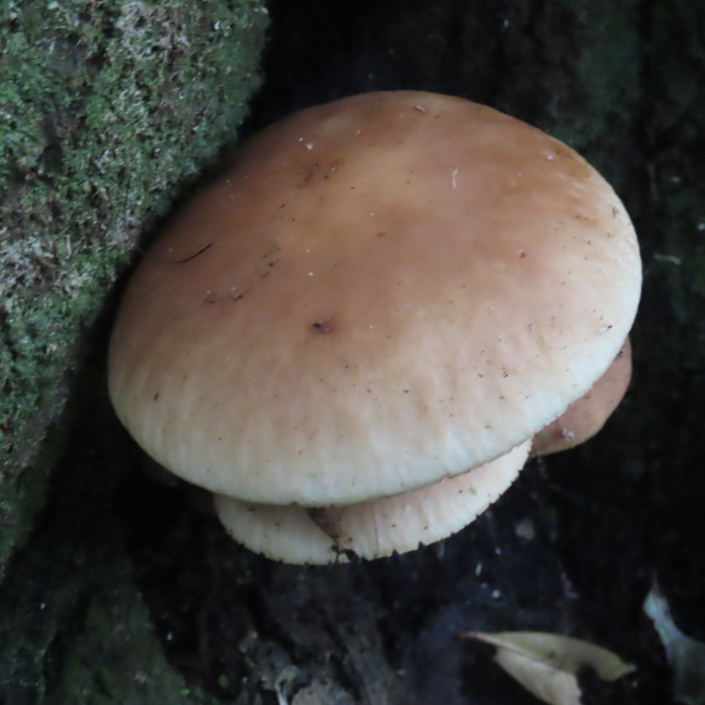 Cyclocybe parasitica · April 2026 · photo: © dianne_and_gordon_purdie (iNaturalist, cc0)