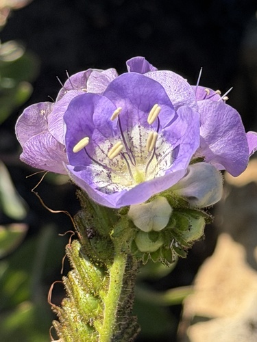 Phacelia grandiflora, photograph 5
