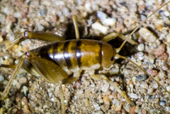 Ceuthophilus hesperus