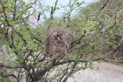 Campylorhynchus