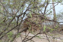 Campylorhynchus