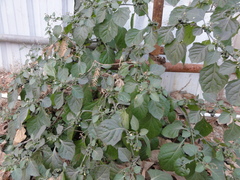 Solanum americanum