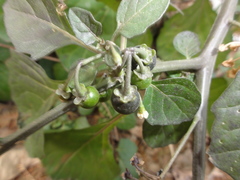 Solanum americanum