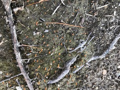 Multiclavula vernalis