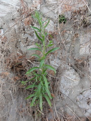 Pseudognaphalium affine