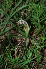 Pterostylis truncata