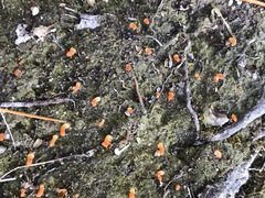 Multiclavula vernalis