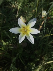 Sparaxis grandiflora