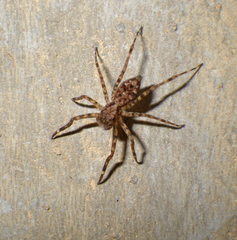 Spartaeinae