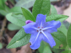 Aegonychon zollingeri