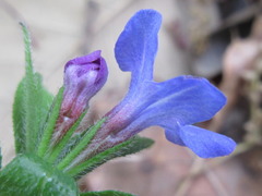 Aegonychon zollingeri