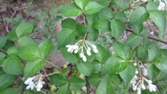 Staphylea bumalda