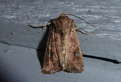 Ichneutica morosa