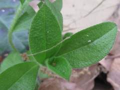 Aegonychon zollingeri
