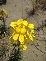 Erysimum menziesii