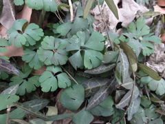 Semiaquilegia adoxoides