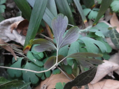 Semiaquilegia adoxoides