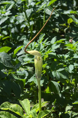 Arisaema tortuosum