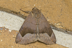 Dysgonia monogona