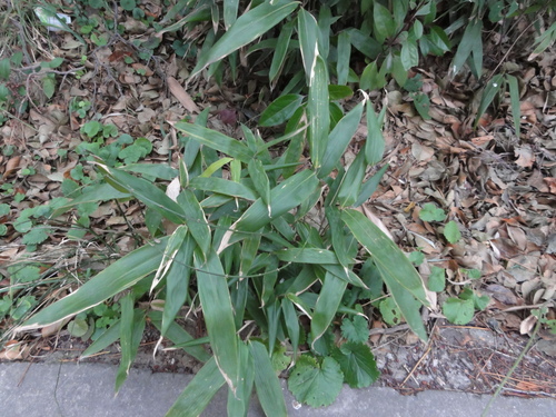 Indocalamus latifolius (Indocalamus latifolius)