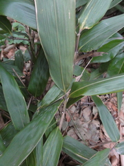 Indocalamus latifolius