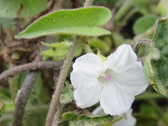 Ipomoea biflora