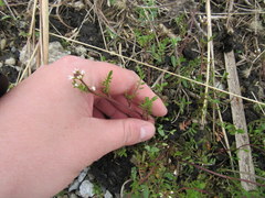 Planodes virginicum