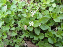 Stellaria media