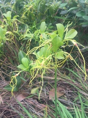 Strophanthus