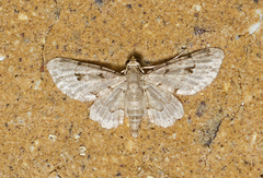 Gymnoscelis spodias
