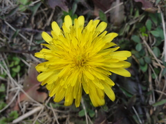 Taraxacum mongolicum