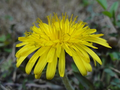 Taraxacum mongolicum
