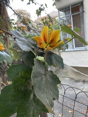 ×chiranthofremontia lenzii