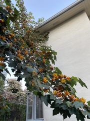 ×chiranthofremontia lenzii