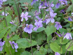 Orychophragmus violaceus